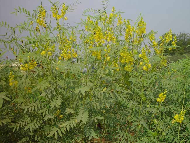 Як позбутися від капустянки на дачній ділянці