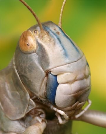 Марокканська сарана – маленька господиня великого будинку