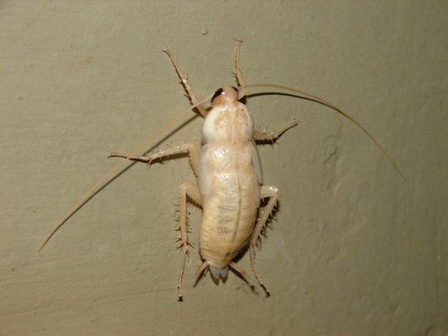 Види тарганів – фото та опис кожного з них