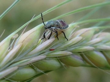 Клоп шкідлива черепашка: шкоди і методи боротьби з ним