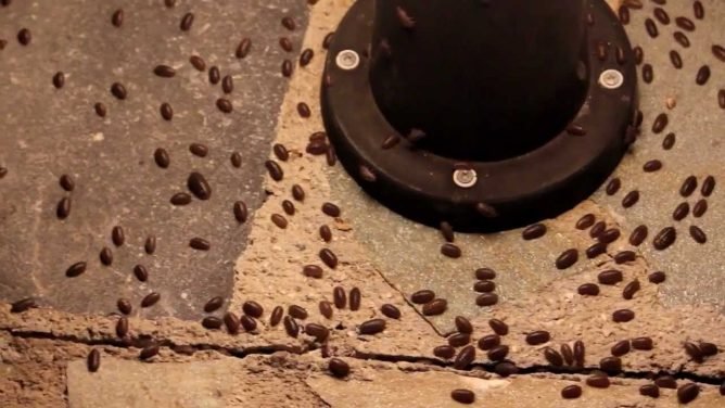 Мокриці в будинку та квартирі: як позбутися і як боротися