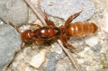 Мураха садова: користь чи шкода