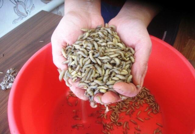 Воскова міль: народні рецепти приготування настоянки