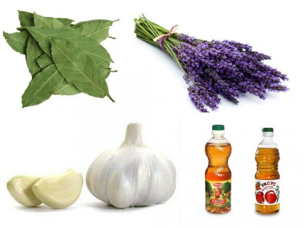 Ефективний засіб від молі в домашніх умовах