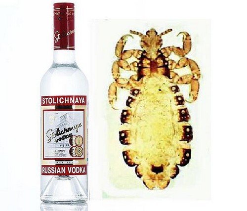 Народні засоби від вошей – правила використання