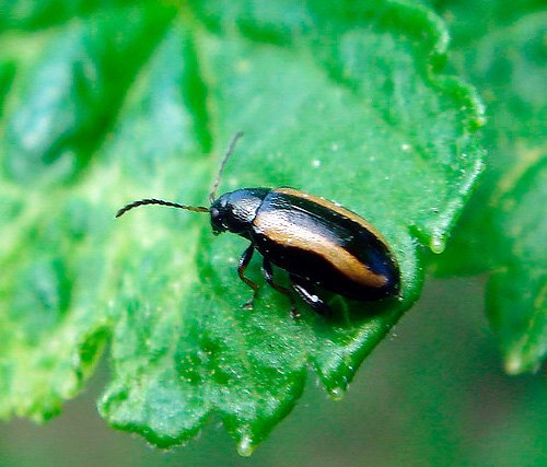 Земляні блохи – біологія комах та методи знищення