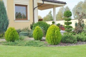 Зразок порядку і гармонії — туя східна Ауреа Нана: характерні особливості