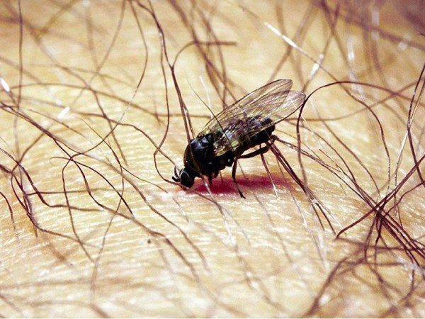 Мошки в землі кімнатних рослин: як від них позбавитися