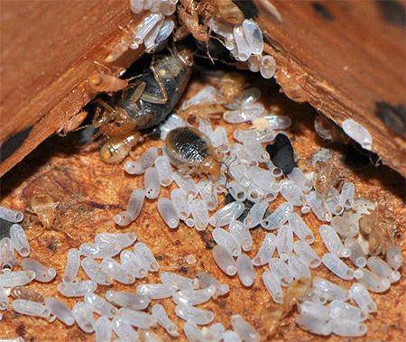 Як розмножуються постільні клопи і тривалість їх життя