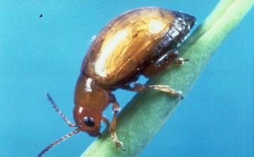 Знищуємо шкідників льону: комірних кліщів, лляних блішок і трипсів