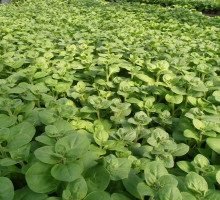 Чому у розсади петунії листя закручуються: часті причини недуги і правильне лікування