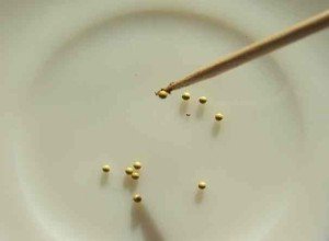 Чому падає розсада петуній: причини, їх усунення та поради експертів щодо захисту сходів від хвороб