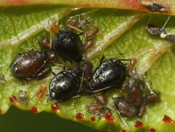 Боротьба з попелиць в теплиці та її обробка