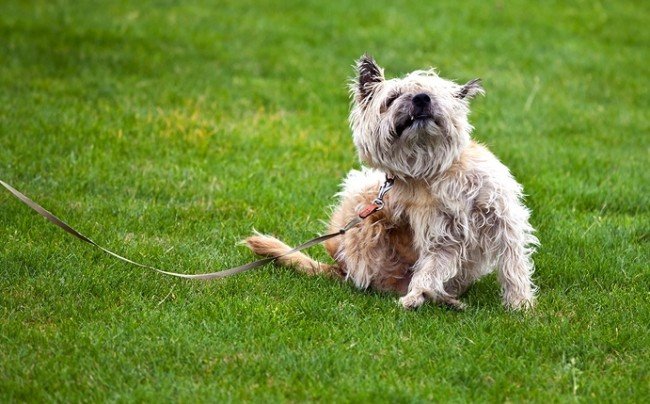 Земляні блохи: Зовнішній вигляд і як позбутися від цього нещастя