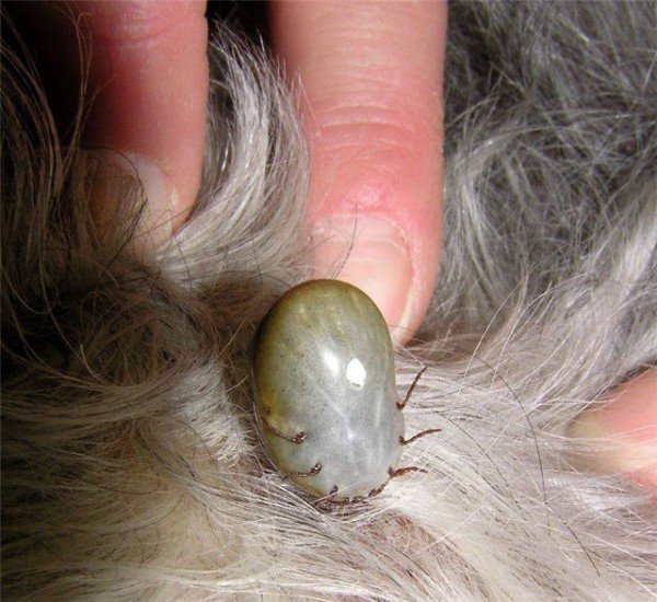 Підшкірний кліщ у собак його симптоми й методи лікування