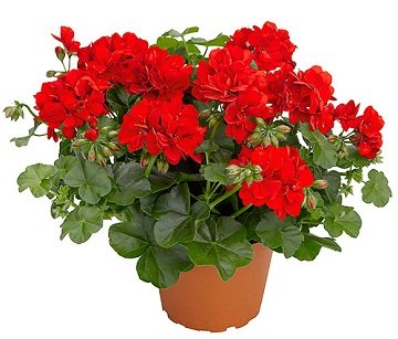 Народне засіб від тарганів: як позбавляються від шкідників перевіреними способами і рецептами