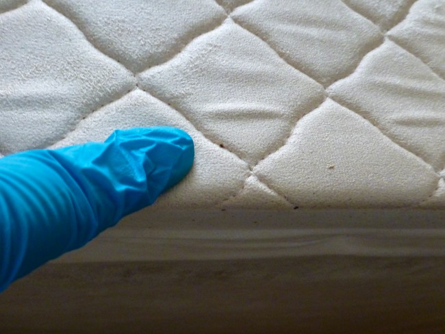 Де клопи мешкають у квартирі — Знайди дрібного жучишку та позбався назавжди