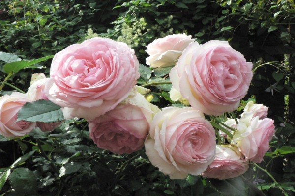 Плетисті троянди: 20 найефектніших сортів за відгуками розоводов