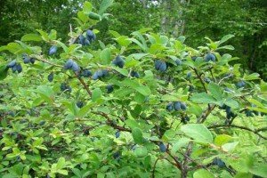 Садова рослина жимолость: що ми знаємо про чагарнику