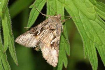 Піщаний мідляк, соняшниковий шипоноска і вусань соняшникова   боремося з шкідниками соняшників