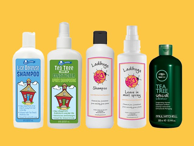 Домашні воші: як швидко і ефективно від них позбутися?