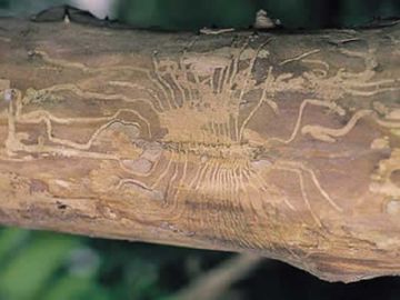 Березовий заболонник: небезпека та заходи боротьби