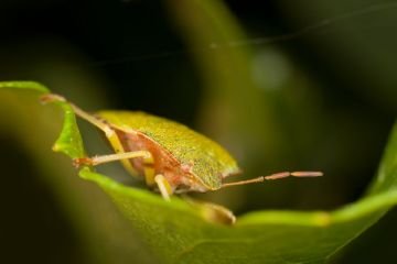 Клоп щитник: опис комахи і способи боротьби з шкідником