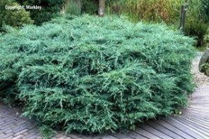 Блакитні ялівці сорти Блю: опис, характеристики й особливості вирощування