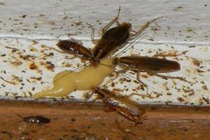 Дохлокс від тарганів: склад, застосування та ефективність