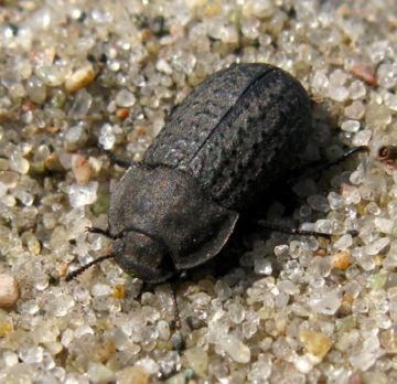 Піщаний мідляк, соняшниковий шипоноска і вусань соняшникова   боремося з шкідниками соняшників