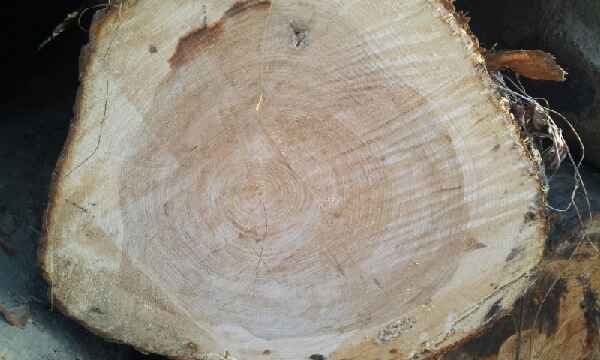 Зведення лазні з оциліндрованої колоди з кращим проектам