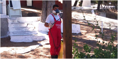 Домашні мурахи – як позбутися від рудих і чорних шкідників