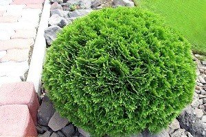 Малі елементи великого дизайну — карликові туї: особливості висадки на ділянці і опис популярних сортів