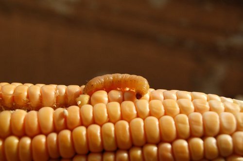 Засоби від молі – характеристики кращих препаратів