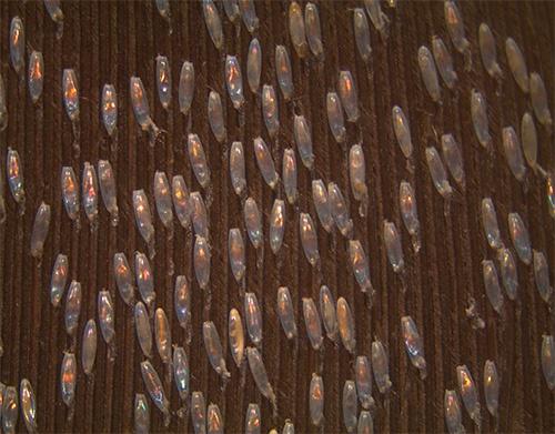 Як розмножуються воші   особливості статевого та життєвого циклу