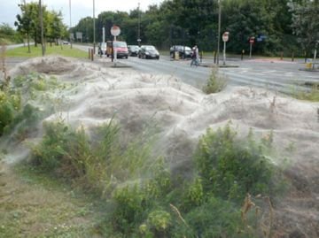Різновиди горностаєвої молі: черемхова, звичайна та методи боротьби з нею