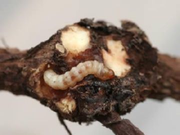 Шкідники смородини: опис найбільш небезпечних комах і методів боротьби з ними