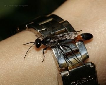 Донні оси: особливості, різновиди, що робити при укусі