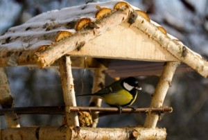 Як зробити годівницю для птахів своїми руками: інструкції по виготовленню деревяних і пластикових годівниць, фото і відео