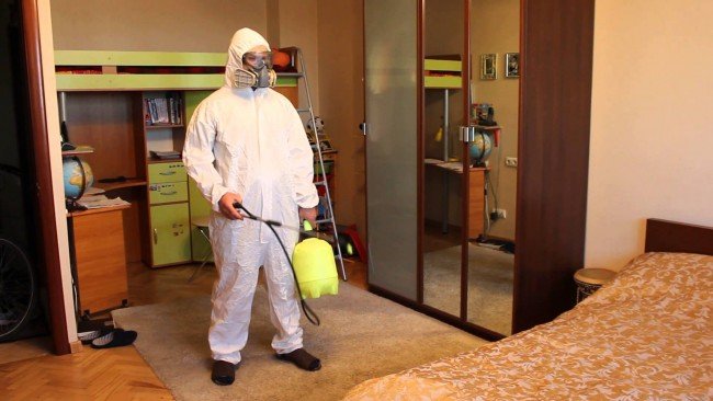 Земляні блохи: Зовнішній вигляд і як позбутися від цього нещастя