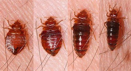 Личинки клопів: як виглядають маленькі клопи Личинки клопів: як виглядають маленькі клопи