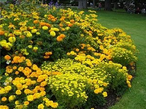 Якими бувають жовті багаторічники: види і сорти рослин, опис та фото з назвами