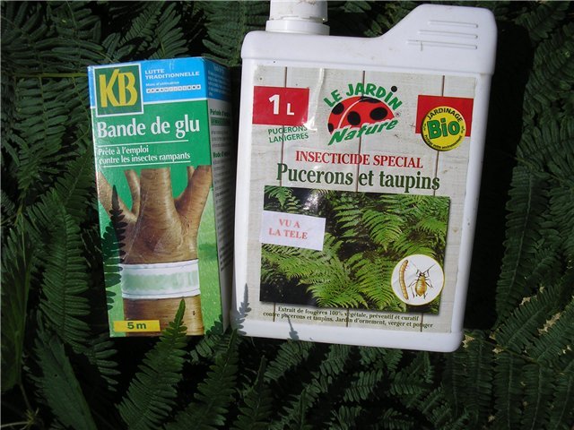 Попелиця на розсаді помідорів: як боротися і чим обробити