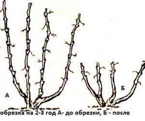 Способи формування виноградного куща