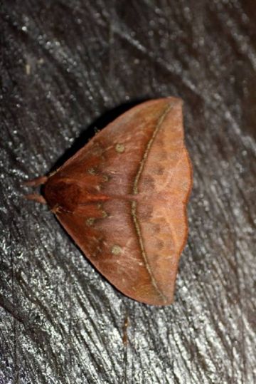 Лономия — смертоносна гусениця