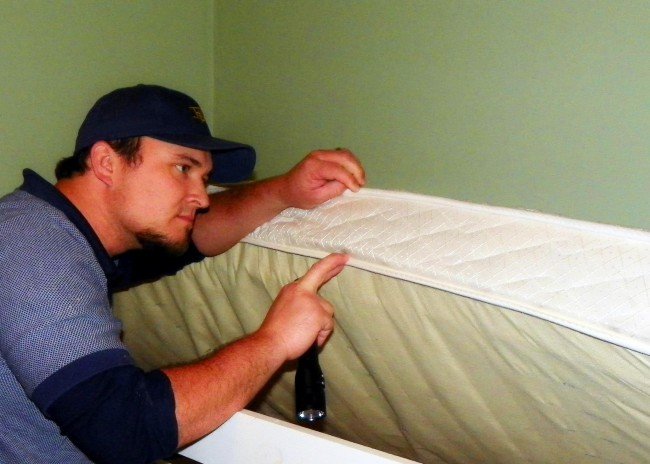 Клопи у квартирі — як врятувати свій будинок від паразитів?