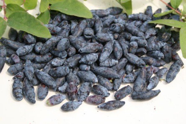 Садова рослина жимолость: що ми знаємо про чагарнику