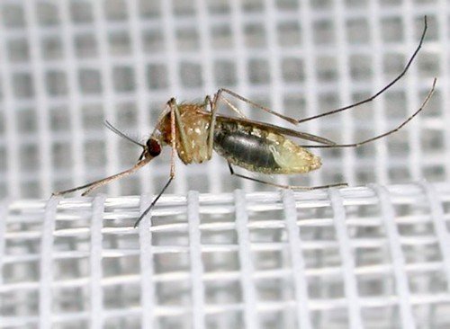 Сітка від комарів – як і що вибрати?