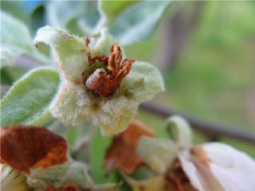 Як боротися з яблуневим квіткоїдом