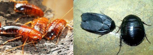 Види тарганів – фото та опис кожного з них